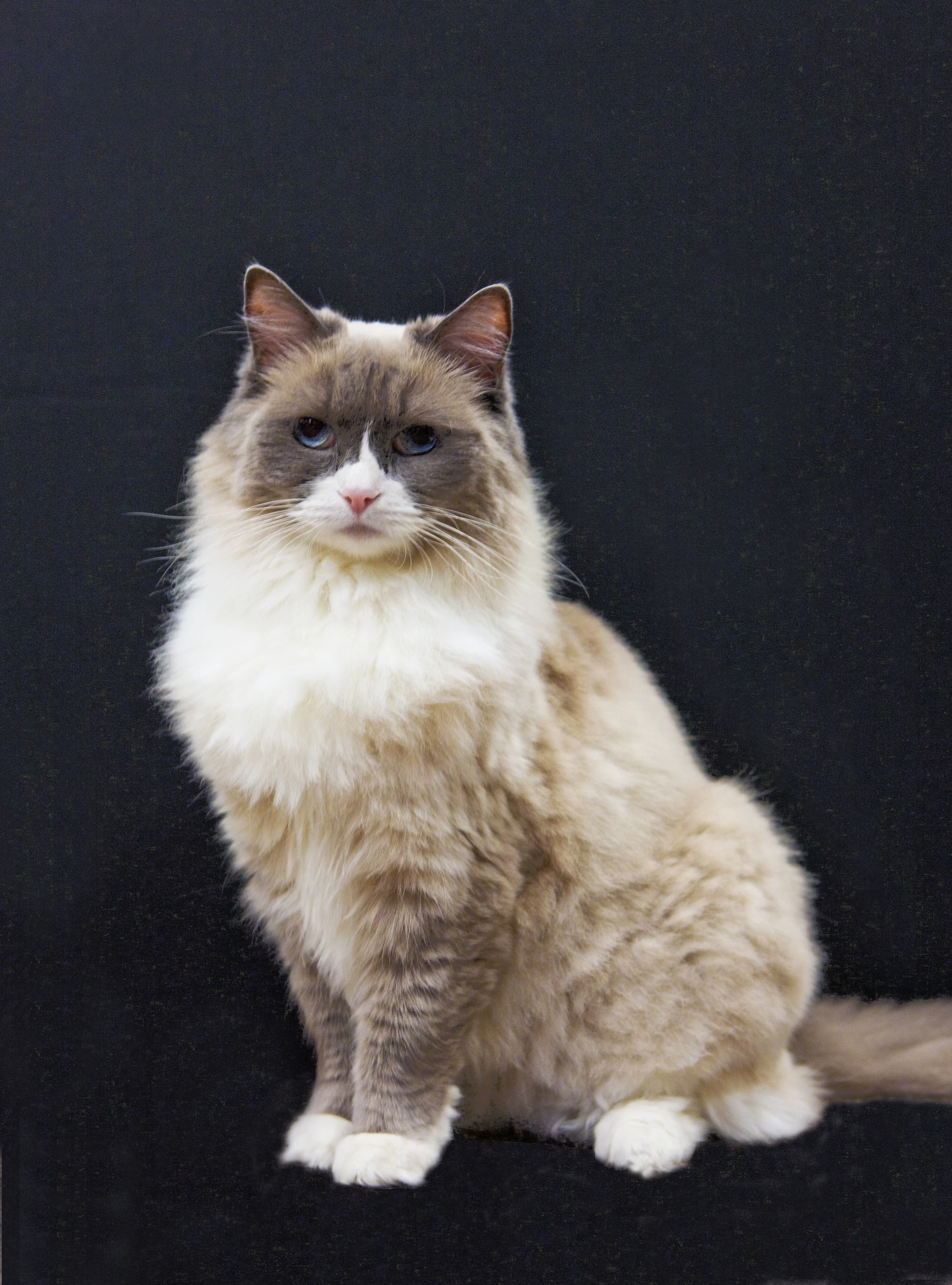 Infamous Store Cats: Matilda from the Algonquin Hotel