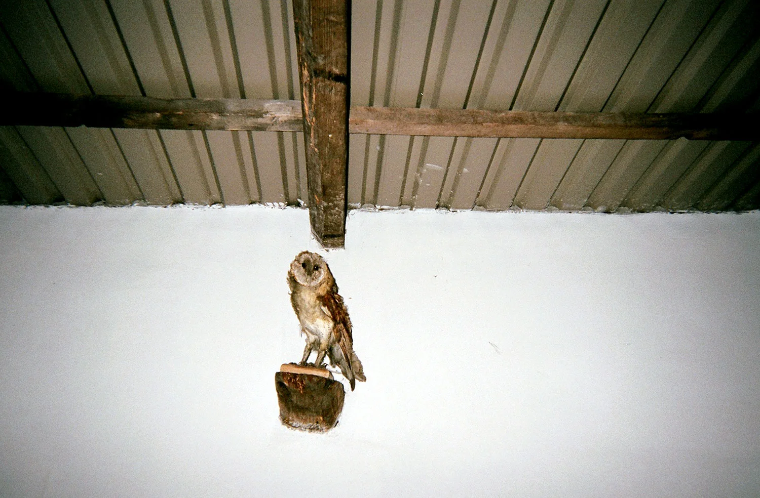 Eat Prey Drug: Witness