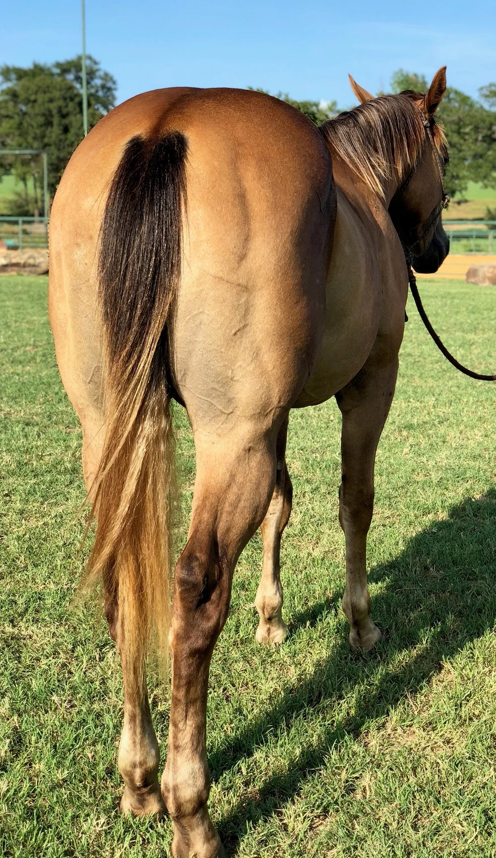 Horses For Sale Sid Miller Horses