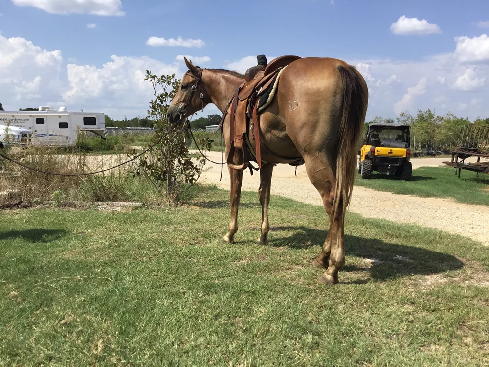 Horses For Sale Sid Miller Horses