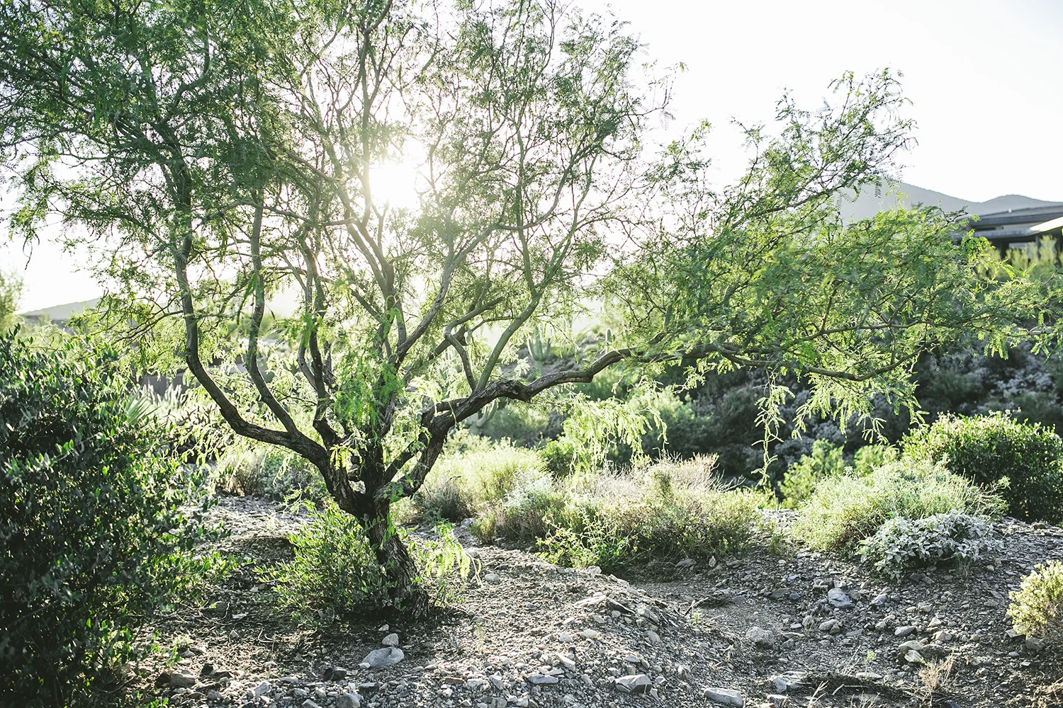 Brandon_Werth_Desert_Mountain_Arizona_Wedding_Photographer_03.jpg