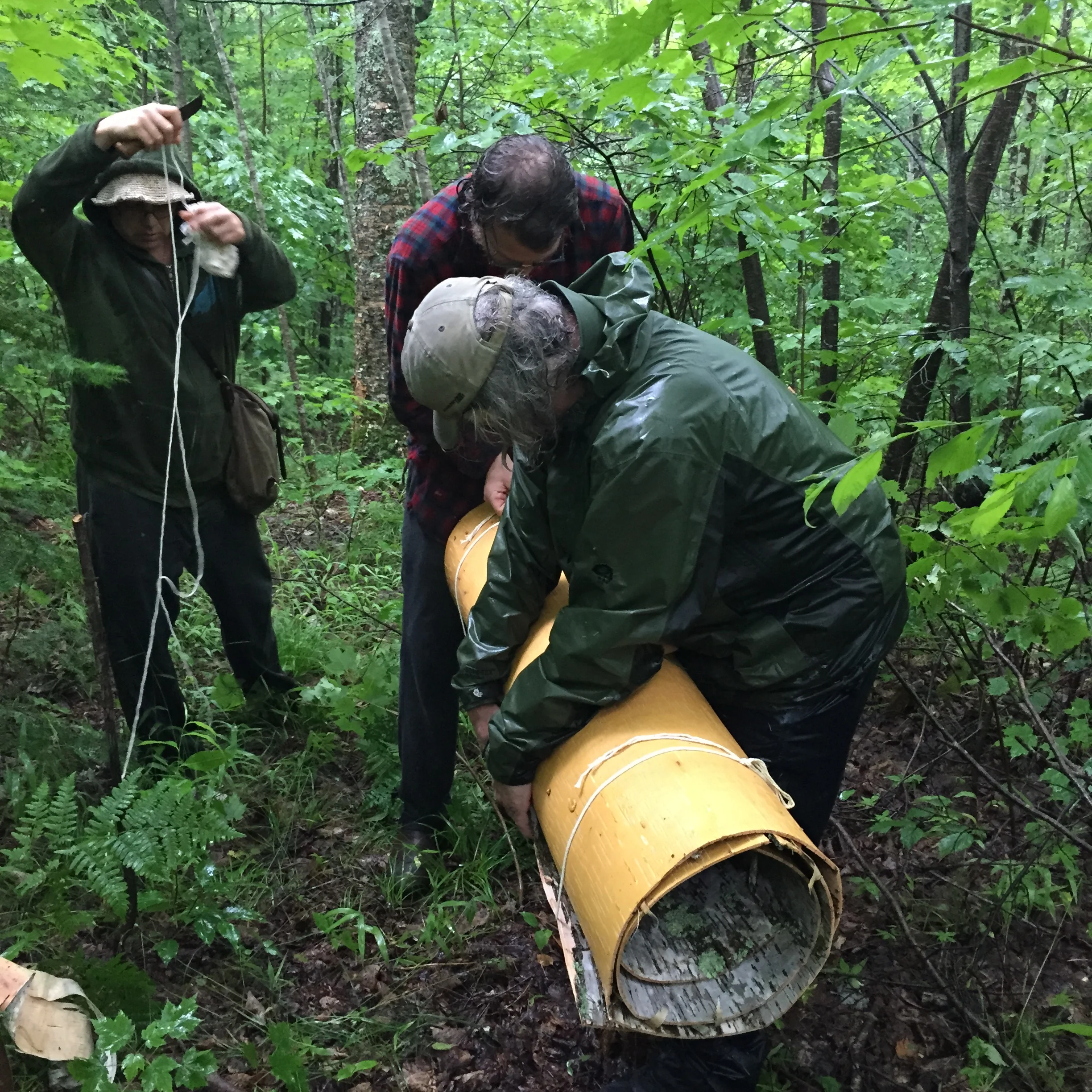 gathering birch bark in the pouring rain