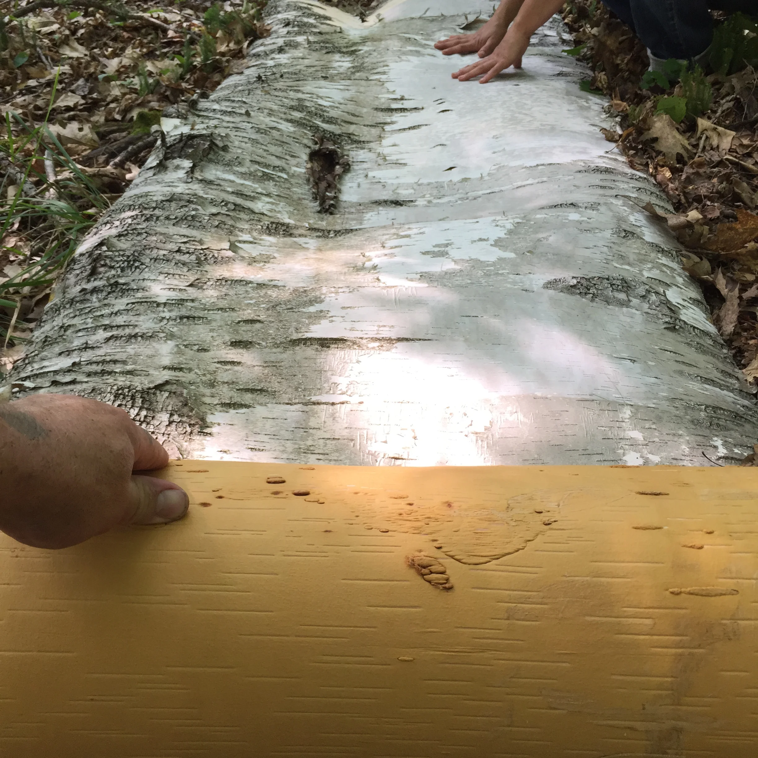 Checking in- I'm still alive and have wood and bark on the brain.