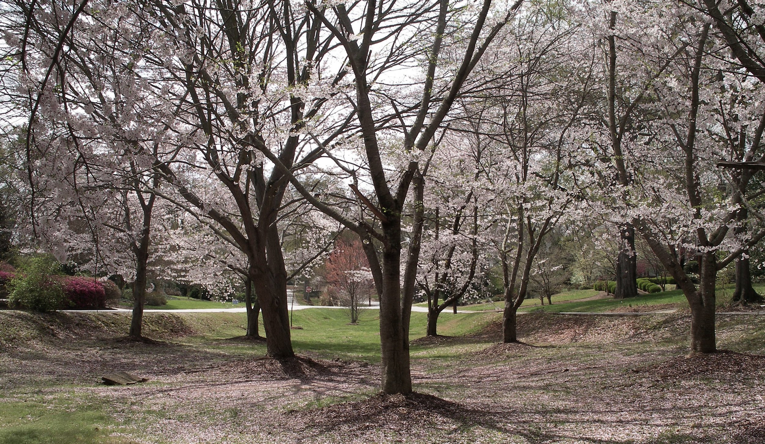 SPARTANBURG SPRING 2008 015 (2).JPG