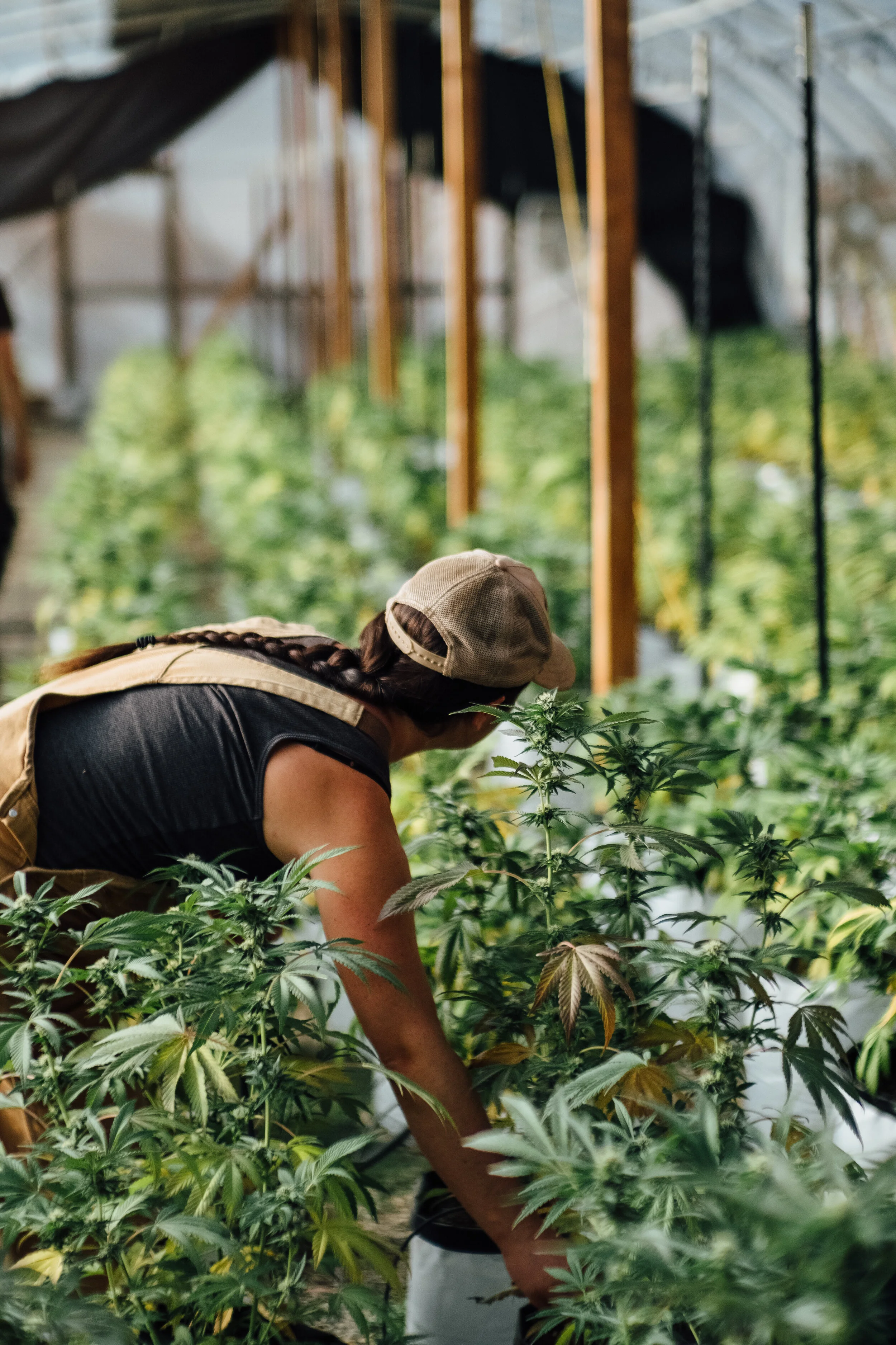 Heather - Greenhouse 1.jpg