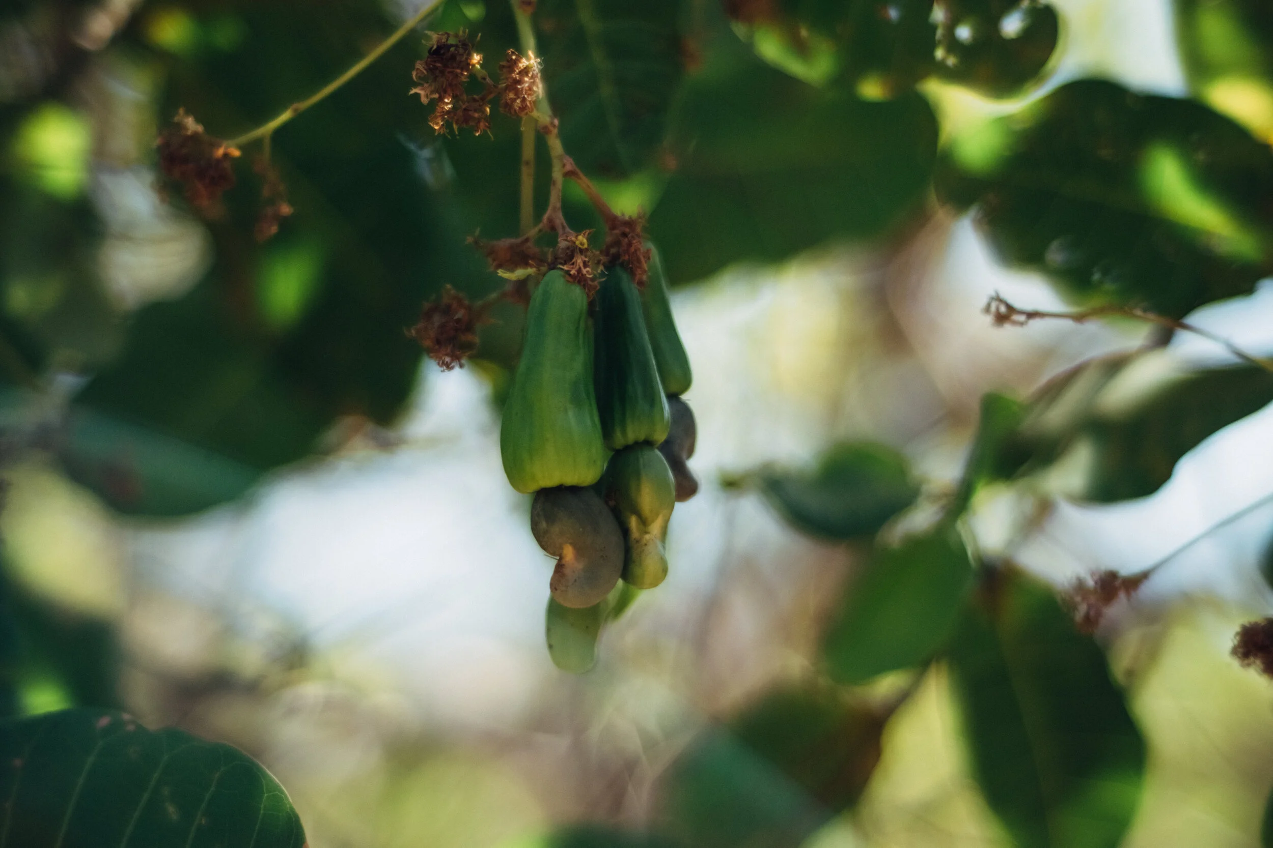 2019 03 27 _ CR - 02 Cashews.jpg