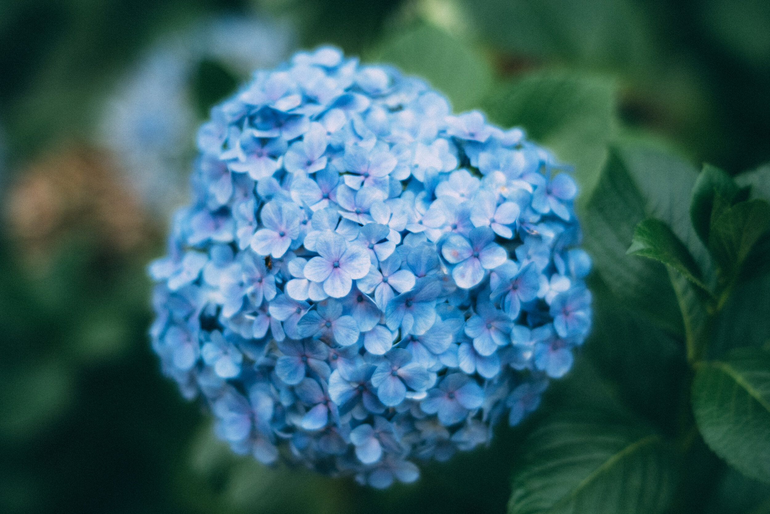 Hydrangea 01.jpg
