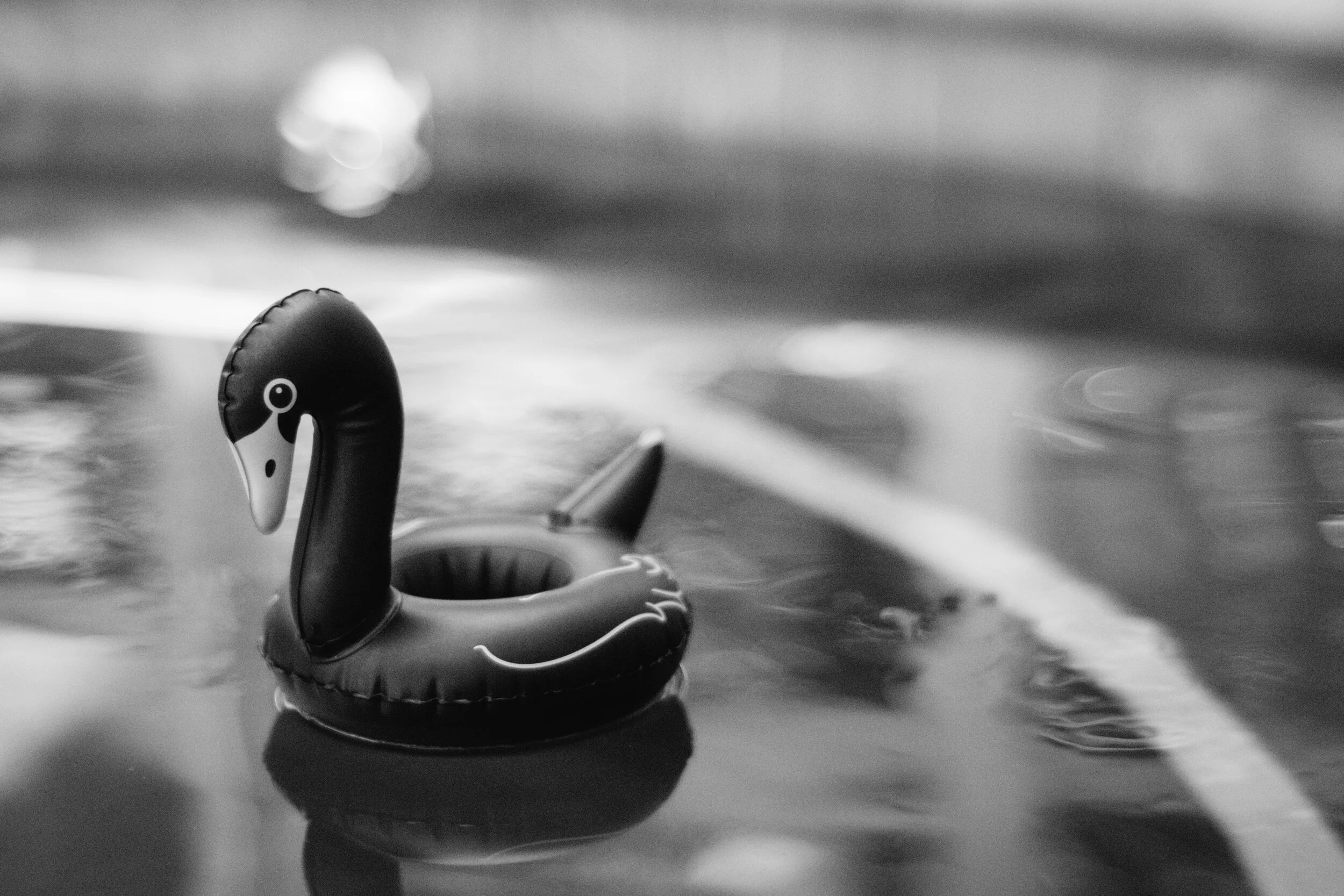 2019 04 24 - swan.jpg