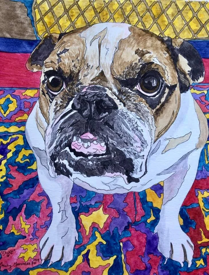 Duke the English Bulldog