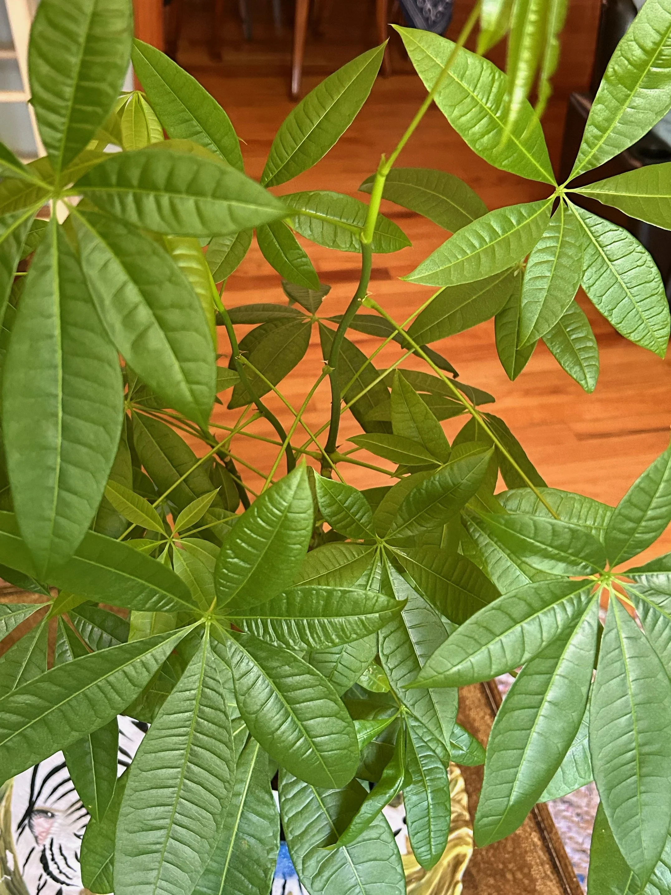 Do plants have souls?