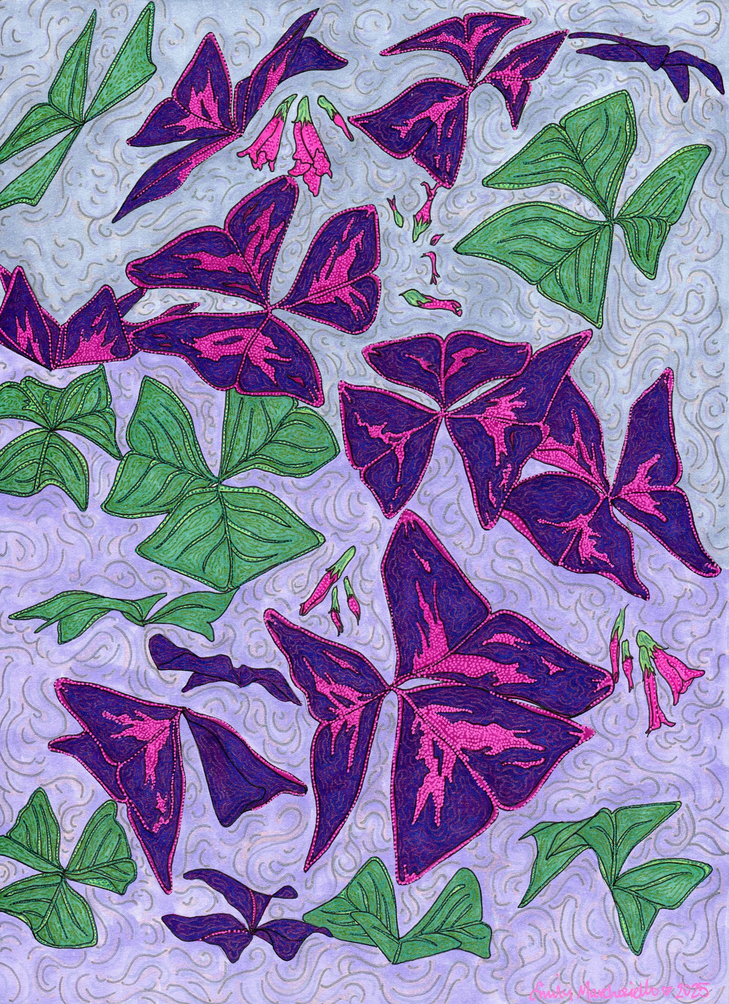 WingedOxalis_300DPI.jpg