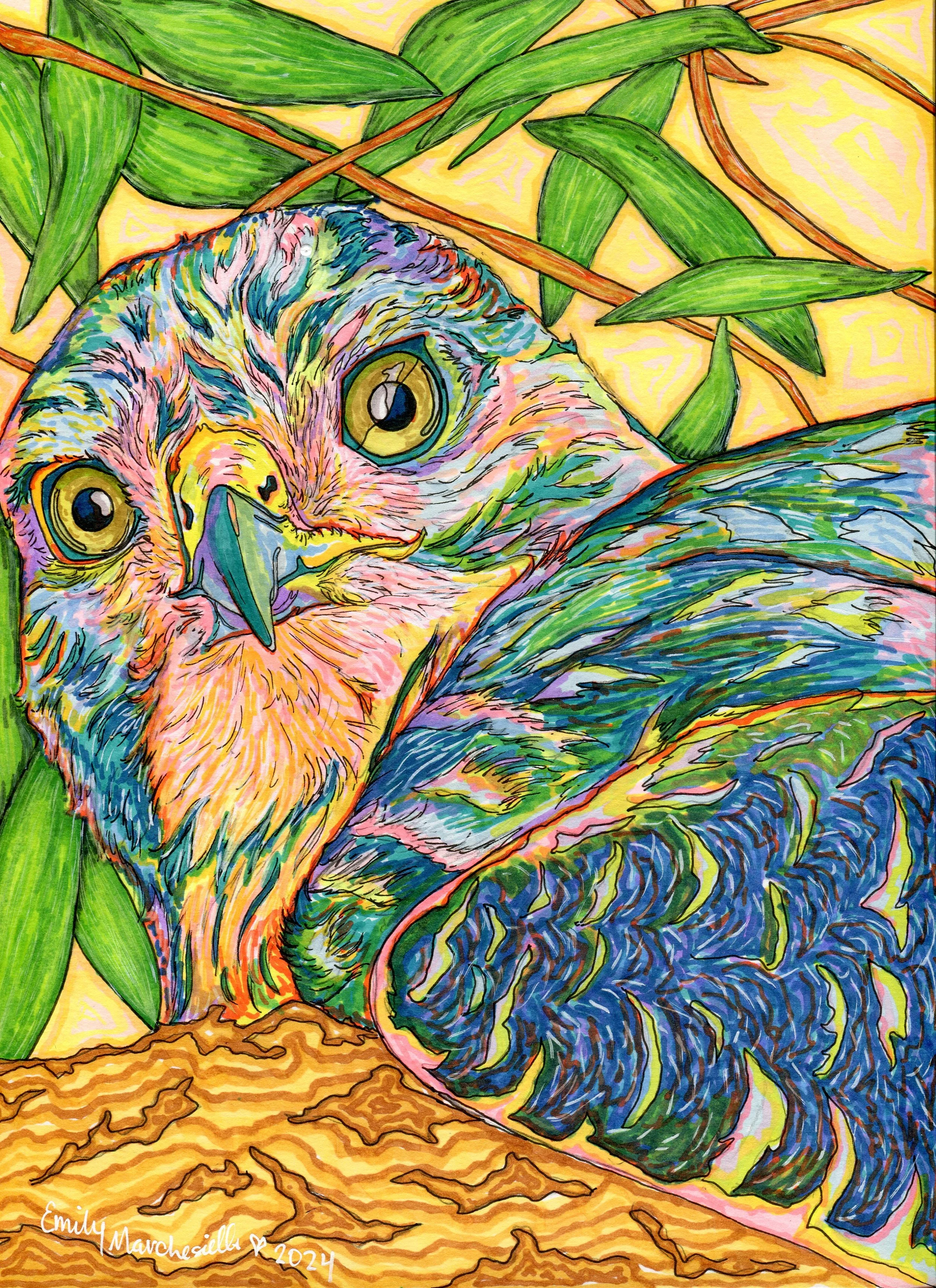RainbowTailedHawk_300DPI.jpg