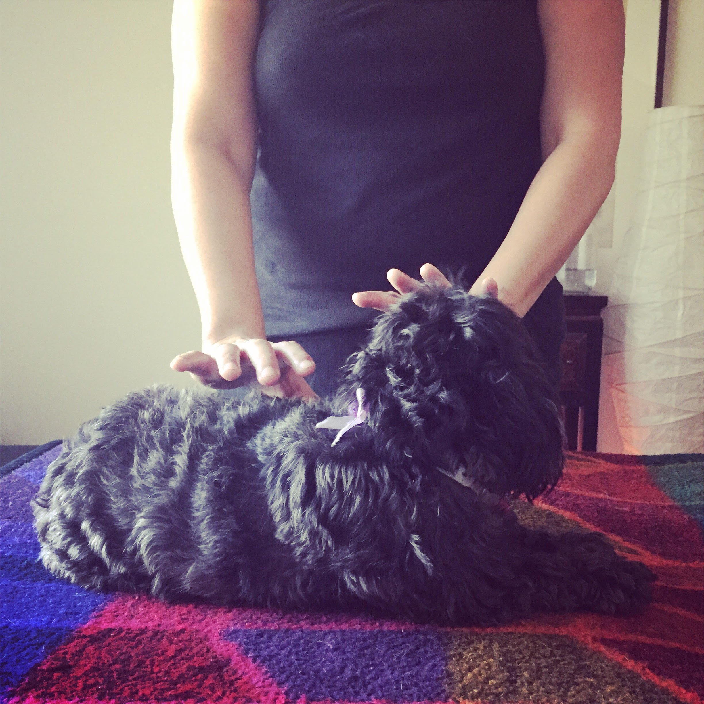 Pet Reiki.jpg
