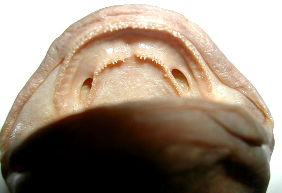 Salamander 3 Mouth.jpg