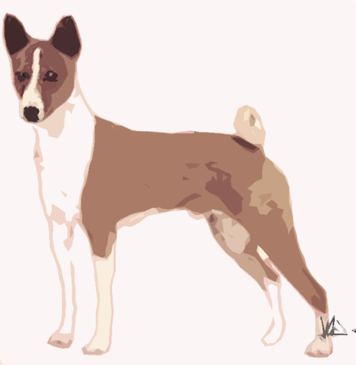 basenji.jpg