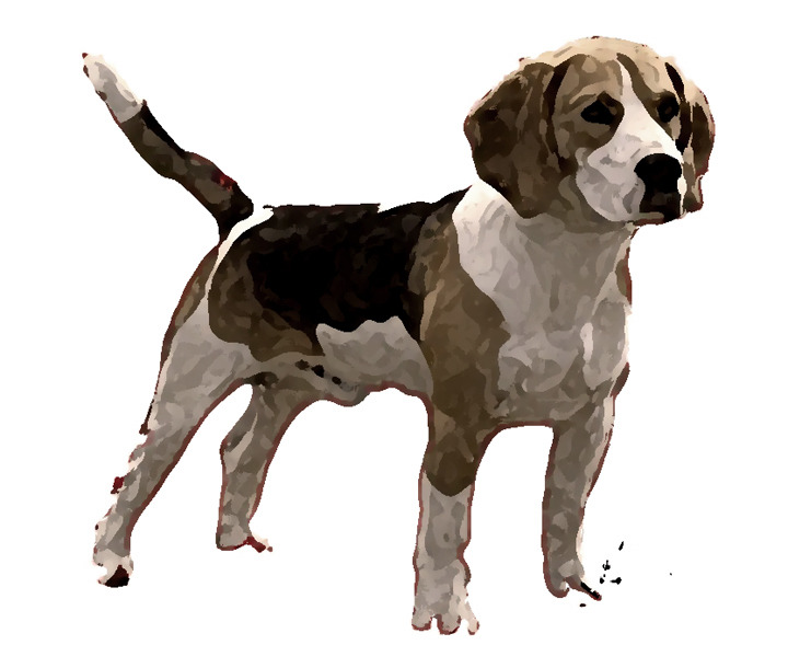 beagle.jpg