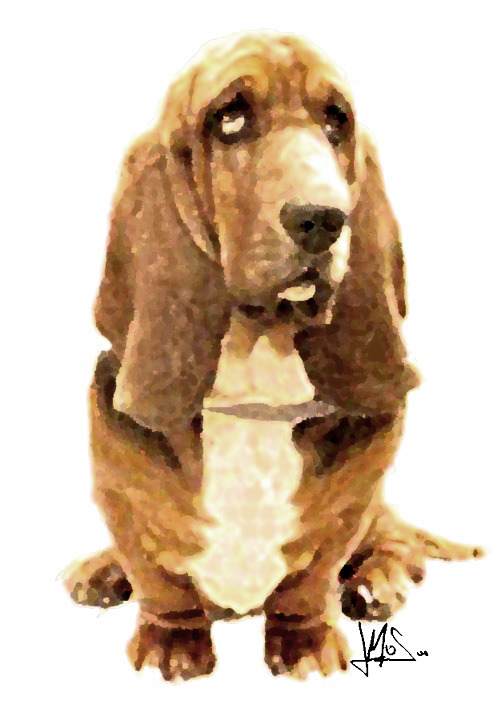 basset_hound.jpg