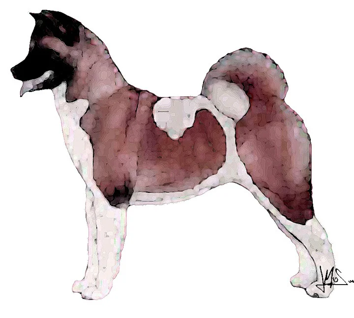 akita.jpg