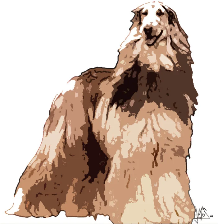 afghanhound.jpg
