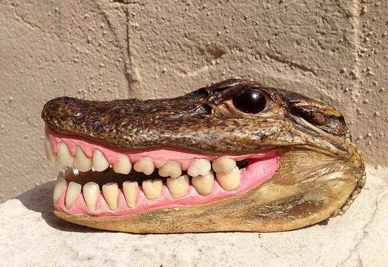  Bayou Dentistry | Amy Maloof