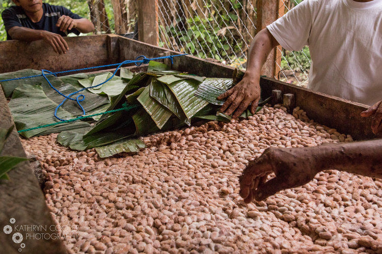 Enliven Cacao ferment - (8).jpg