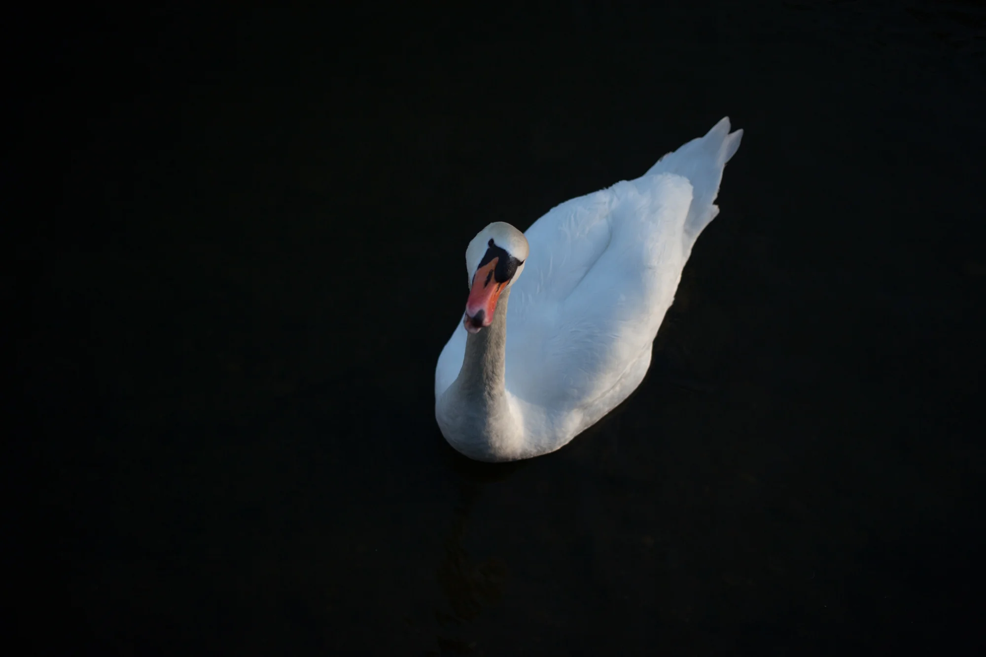 Swanche.jpg