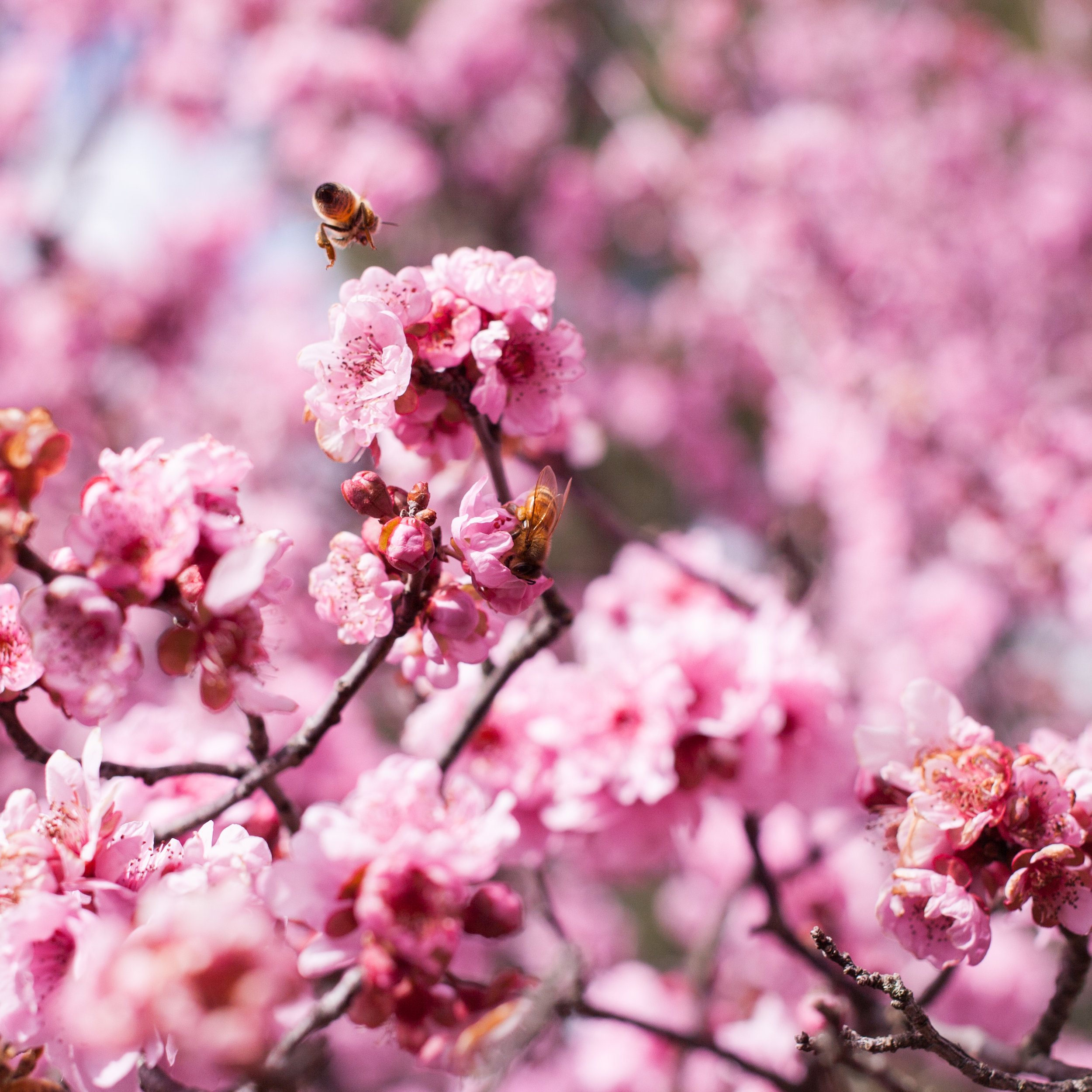 Cherry blossoms-84-2.jpg