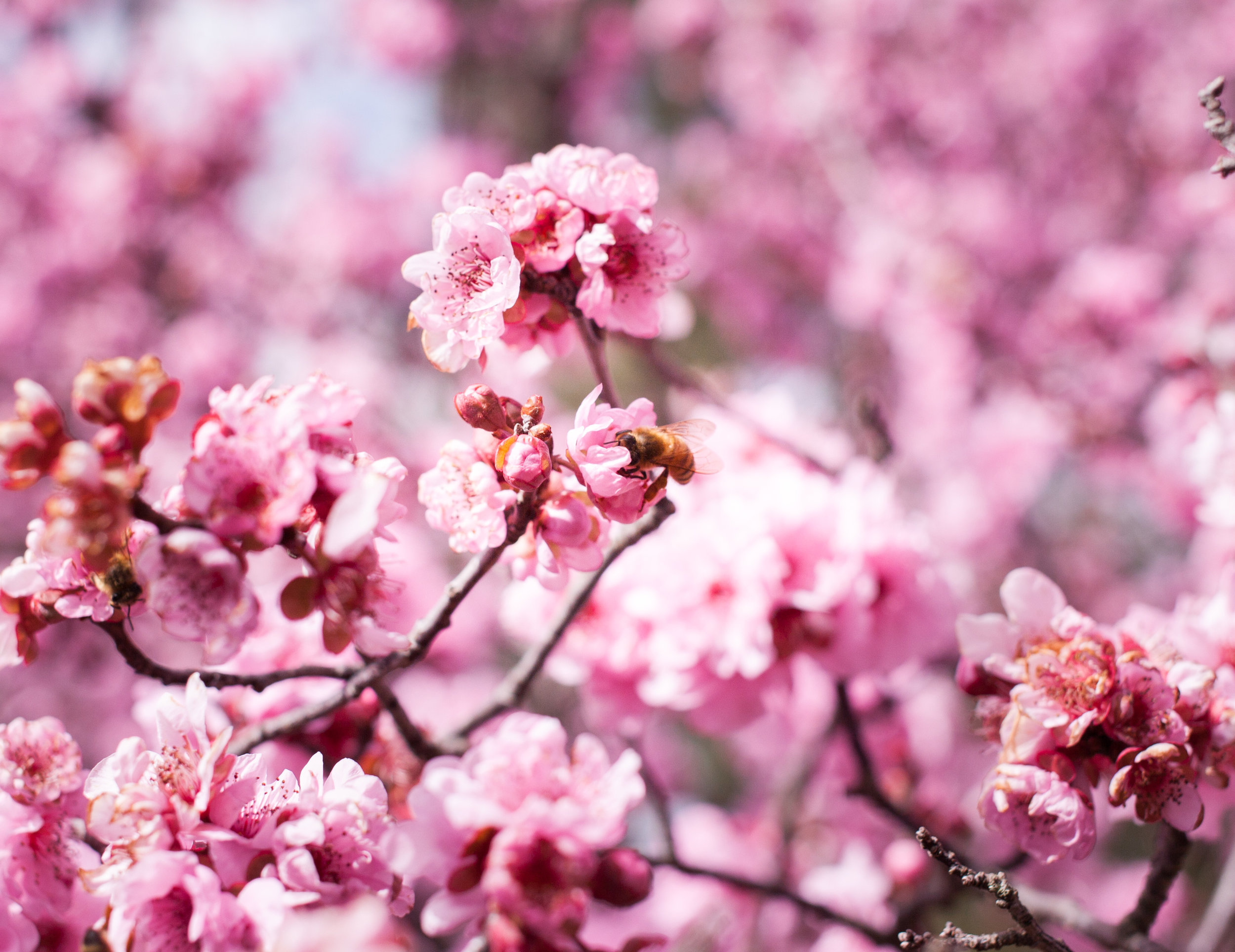 Cherry blossoms-80.jpg