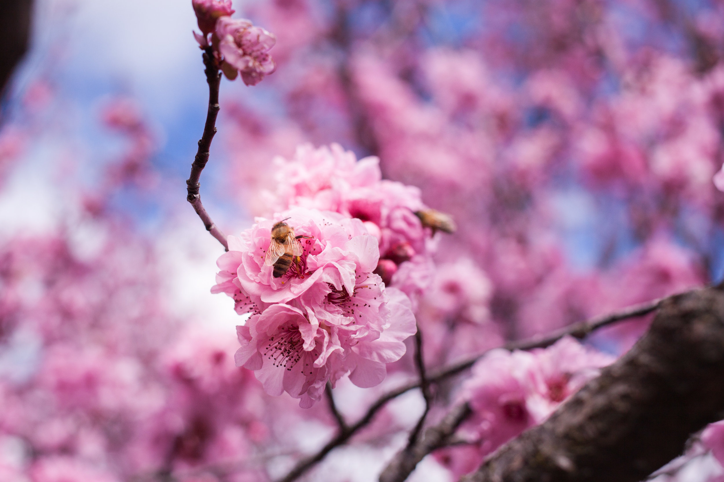 Cherry blossoms-76.jpg