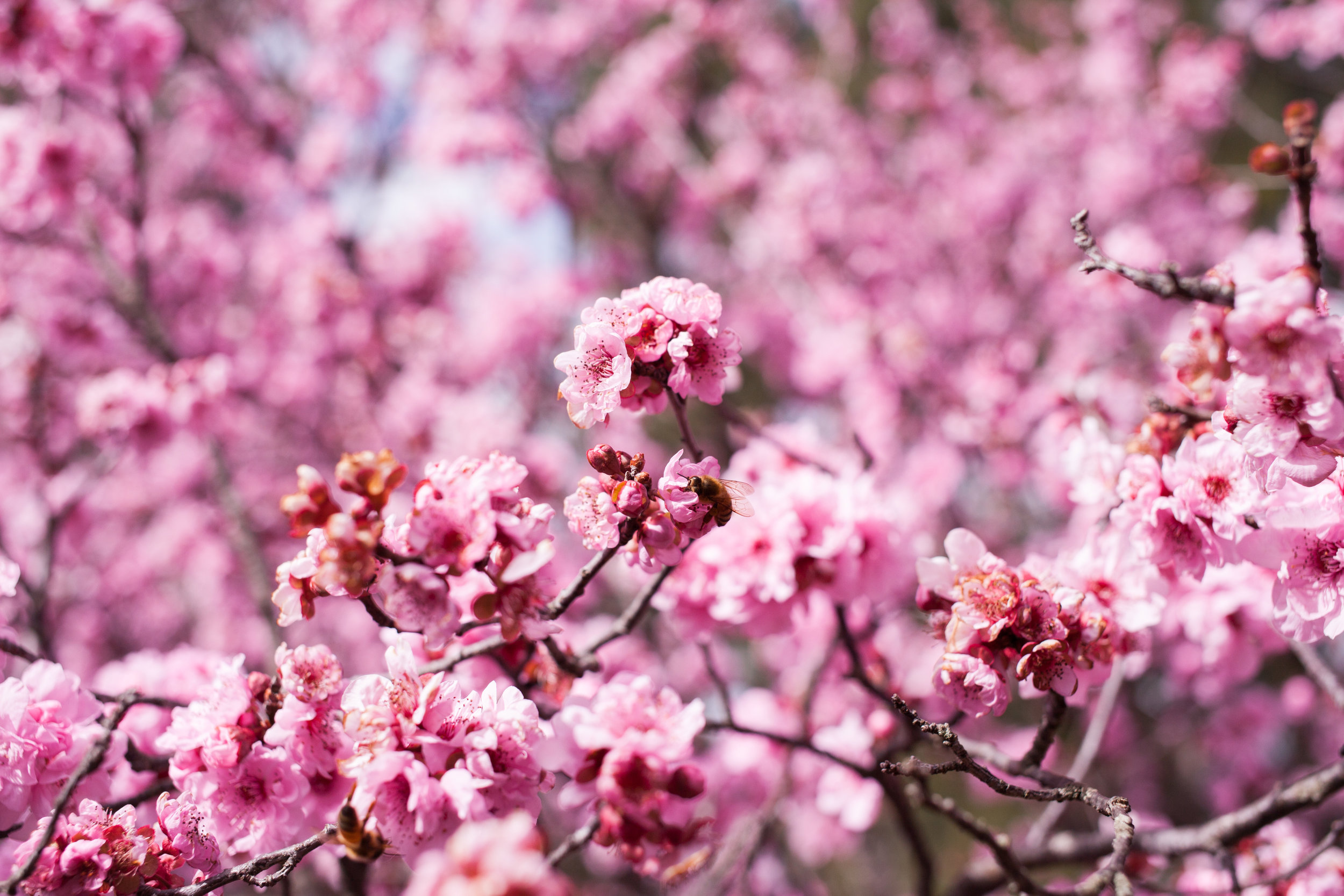 Cherry blossoms-79.jpg