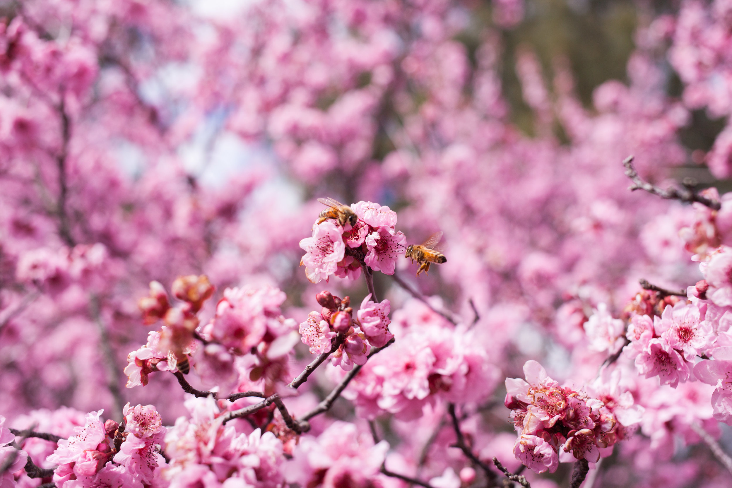 Cherry blossoms-89.jpg