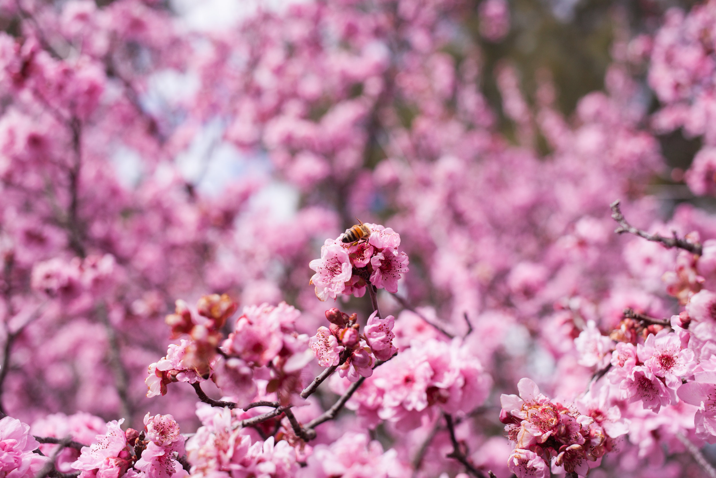 Cherry blossoms-91.jpg