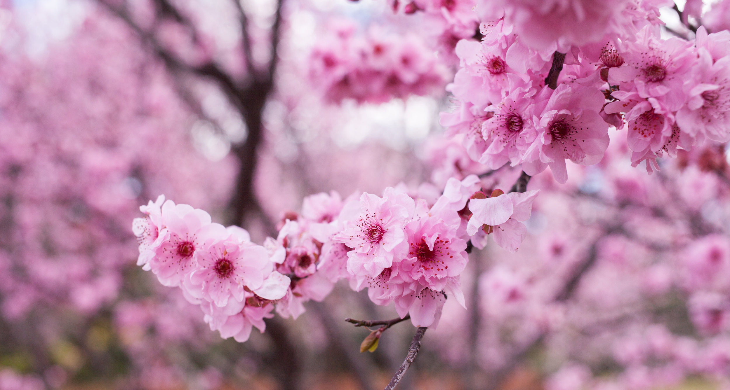 Cherry blossoms-99.jpg