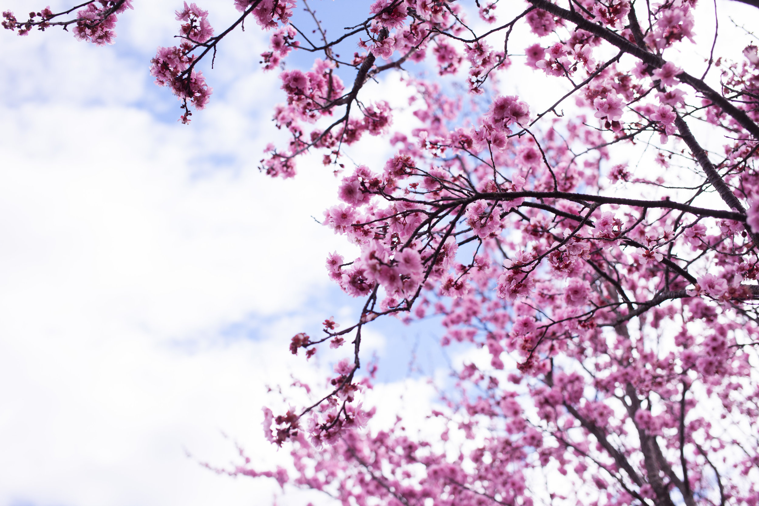 Cherry blossoms-106.jpg