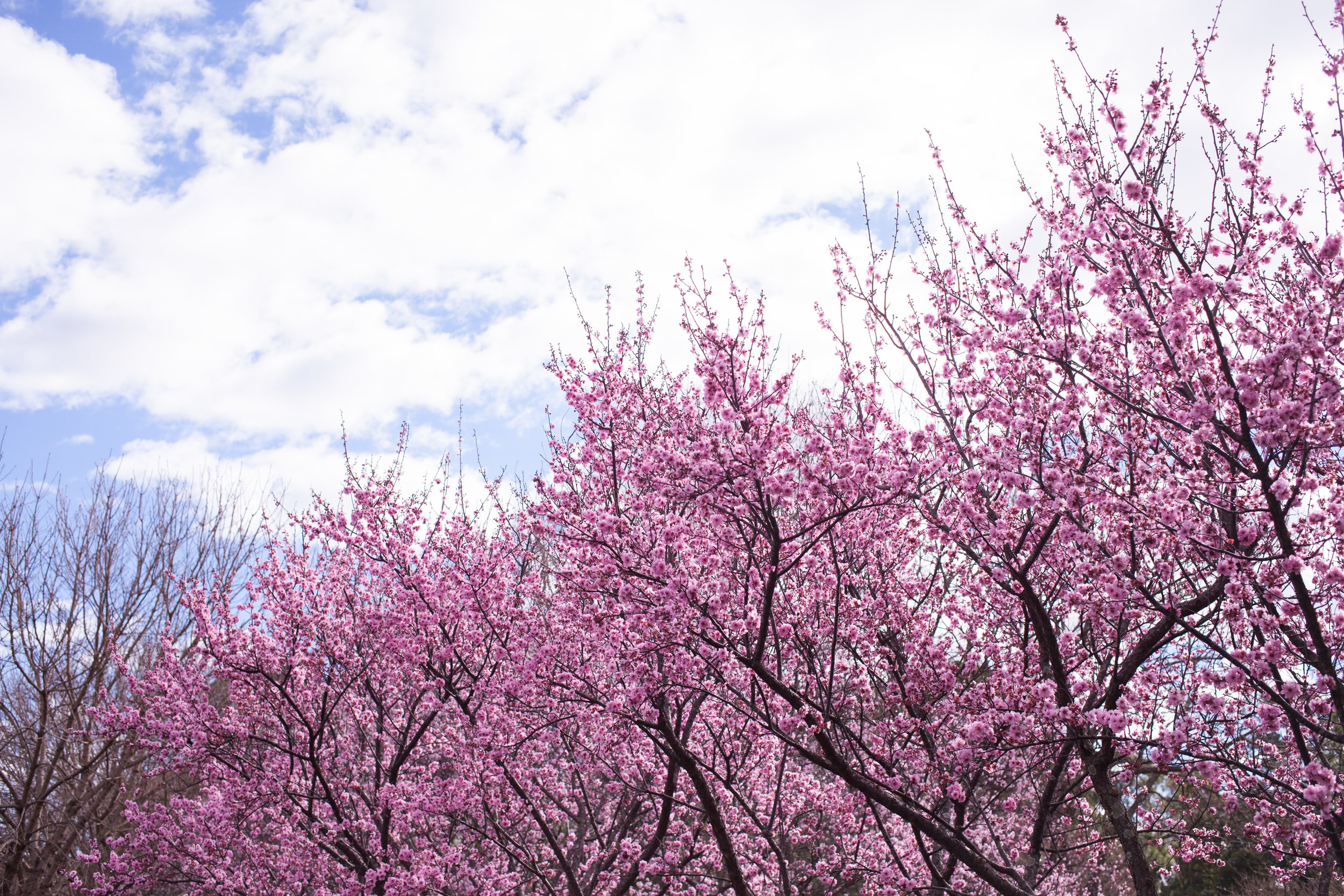 Cherry blossoms-100.jpg