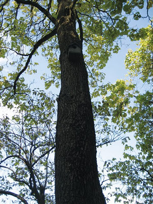 birdhouse1.jpg