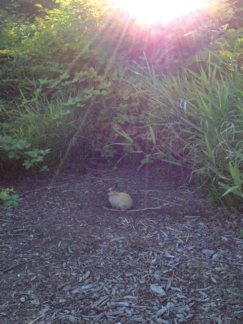 jericho_bunny3.jpg