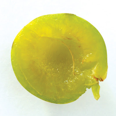 greengage.jpg