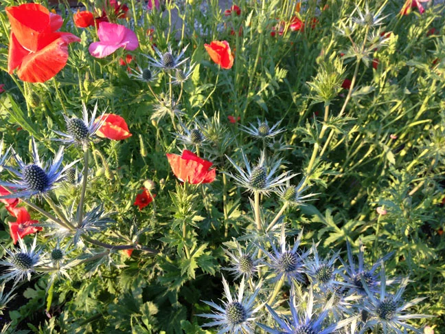 flowers.jpg