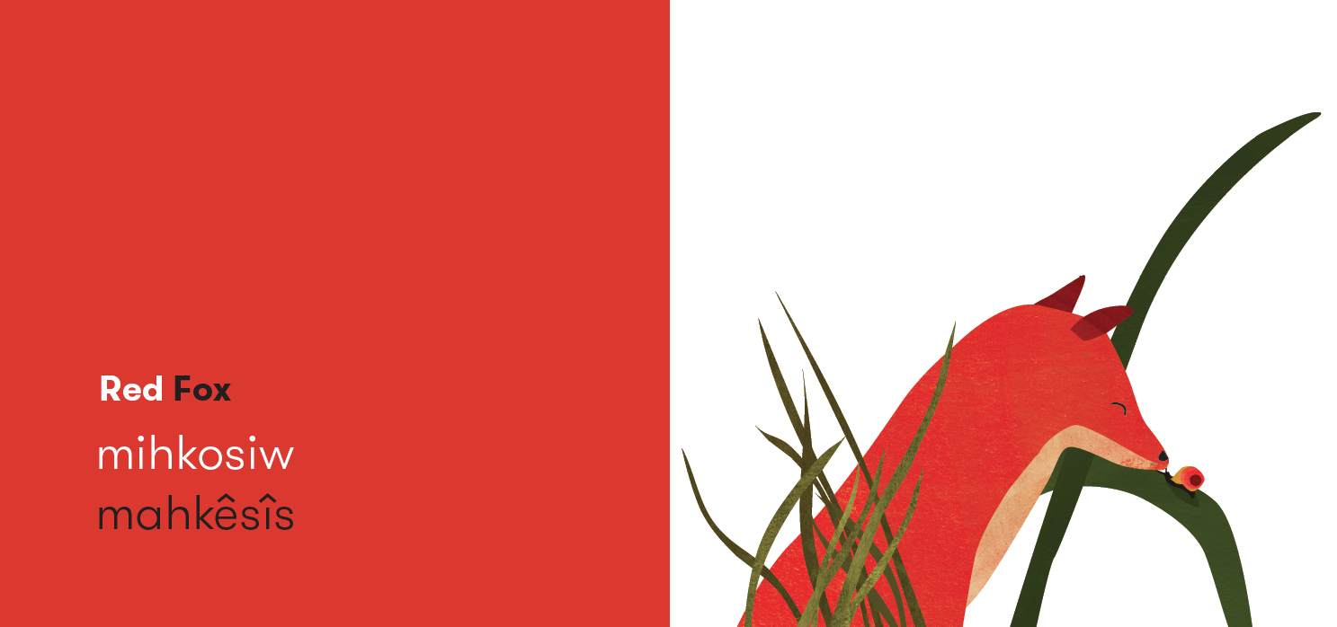 From Black Bear, Red Fox by Julie Flett. Red Fox in the y-dialect spoken in Alberta and southern Saskatchewan, also known as nêhiyawêwin or Plains Cree