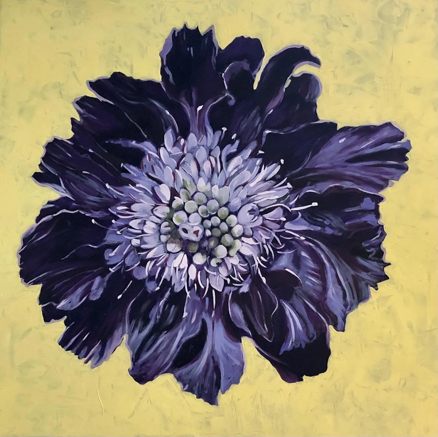 Scabiosa.jpg