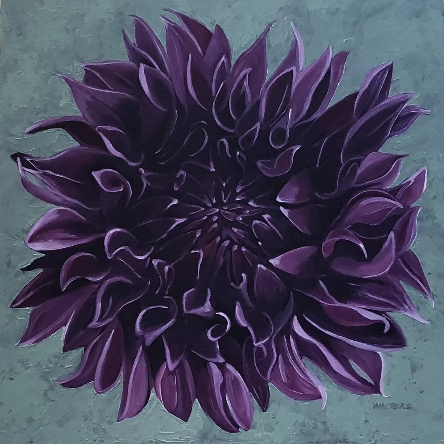 Purple Dahlia.jpg