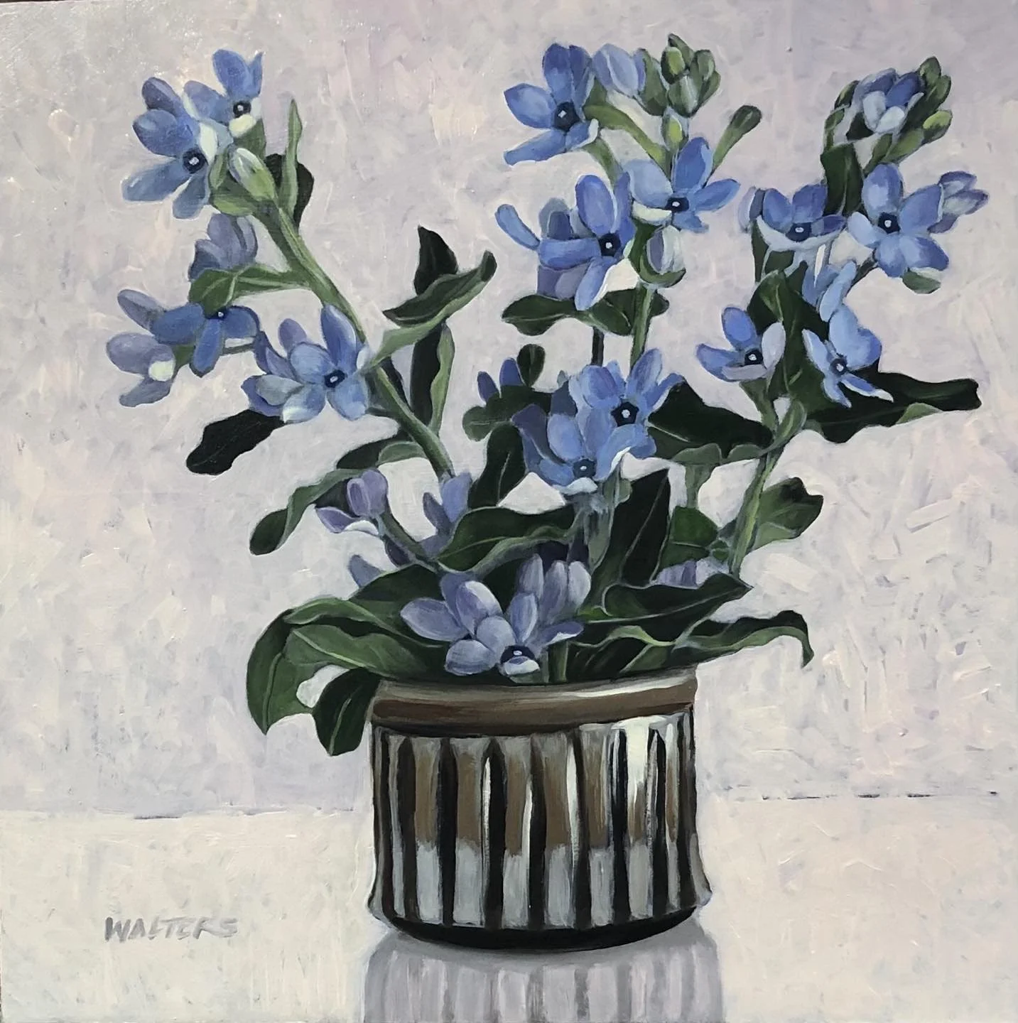Tweedia Caerulea.jpg