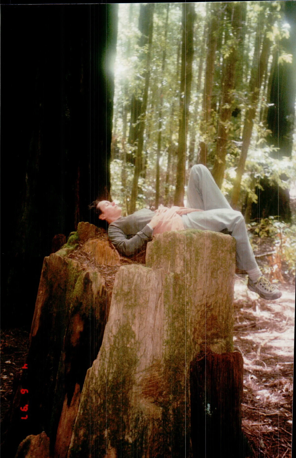 Beloved in California Redwoods