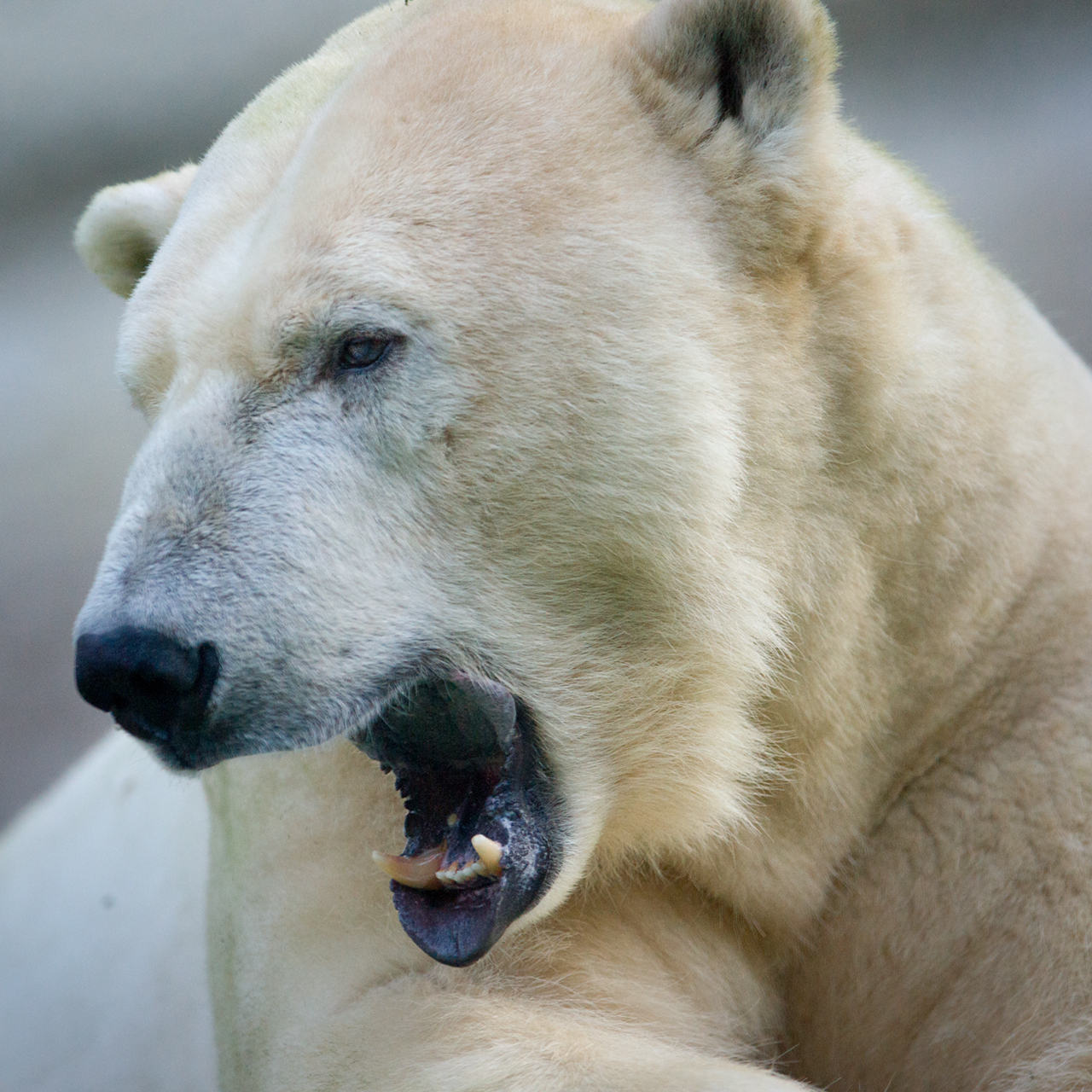 Polar Bear