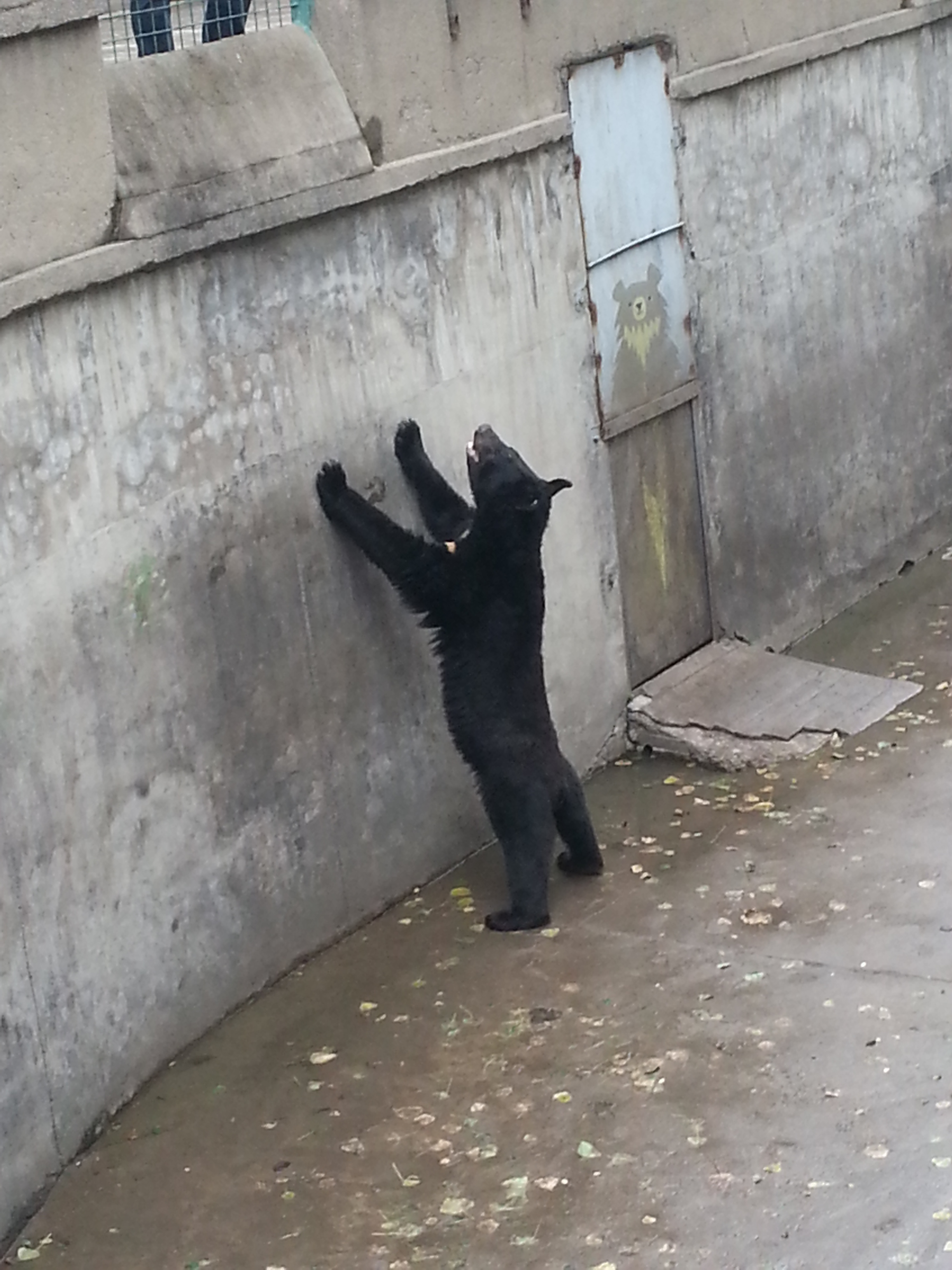 Moon Bear in Zoo -- zoos are a different kind of torture. 
