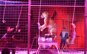 Circus animals are a disgrace to humanity.