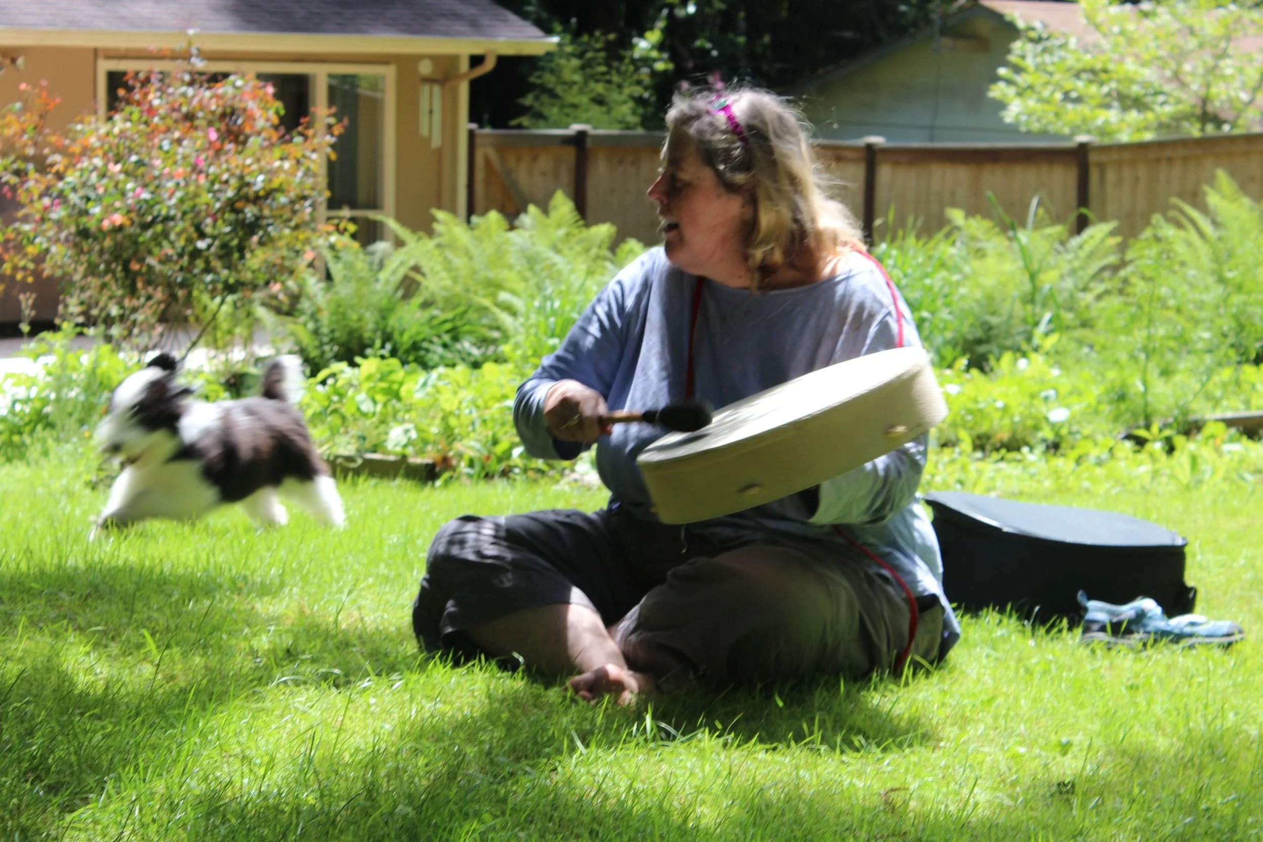 Lily, our bearded collie, dancing to the drum for the first time.