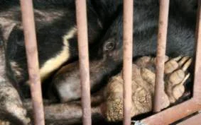 moon bear in cage.jpg