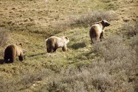 bear on path.jpg